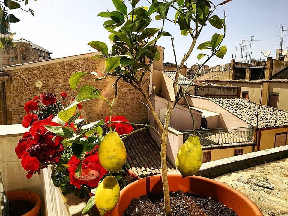Hotel Plaza كالتانيسيتا المظهر الخارجي الصورة
